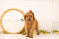 Ellie - Medium, a female Goldendoodle for sale in Goshen, IN – 2 of 9