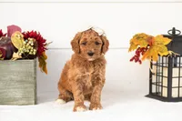 Lottie - Medium, a female Goldendoodle for sale in Goshen, IN – 4 of 4