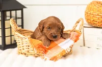 Blanche - Micro, a female Goldendoodle for sale in Goshen, IN – 4 of 4