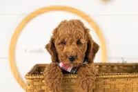 Glacier - mini, a male Miniature Goldendoodle for sale in Goshen, IN – 3 of 10