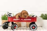 Lark - Medium, a male Goldendoodle for sale in Goshen, IN – 2 of 3