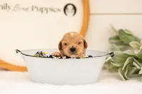 Ethan - Medium, a male Goldendoodle for sale in Goshen, IN – 2 of 3