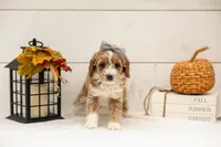Granny Smith - Micro, a female Goldendoodle for sale in Goshen, IN – 2 of 5