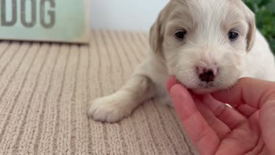 Marigold - Mini, a female Miniature Goldendoodle for sale in Goshen, IN – 4 of 4