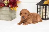 Tin Man - Medium, a male Goldendoodle for sale in Goshen, IN – 4 of 5