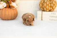 Austin - Mini, a male Goldendoodle for sale in Goshen, IN – 3 of 4