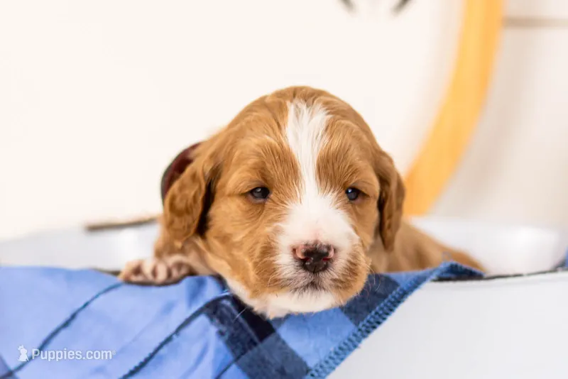 Gruyere - Micro – Goldendoodle puppy for sale in Goshen, IN
