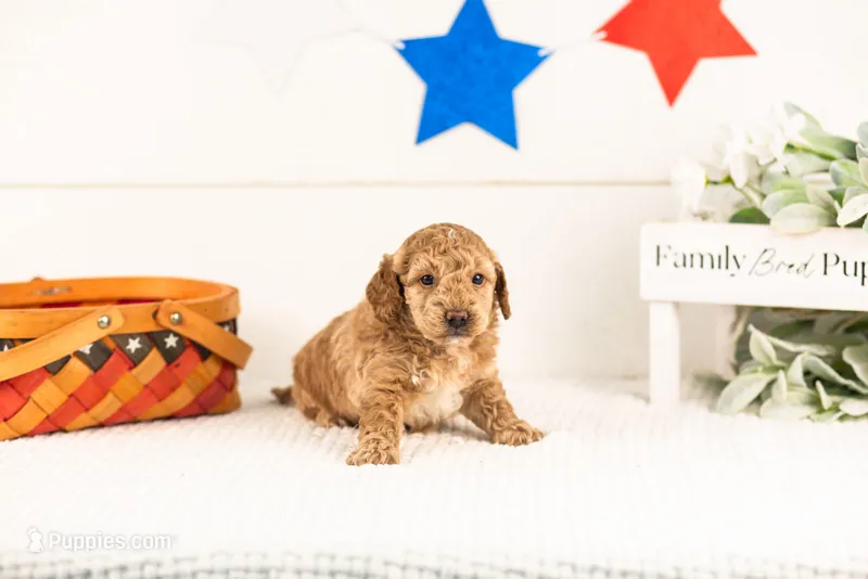 Benji - Micro – Goldendoodle puppy for sale in Goshen, IN