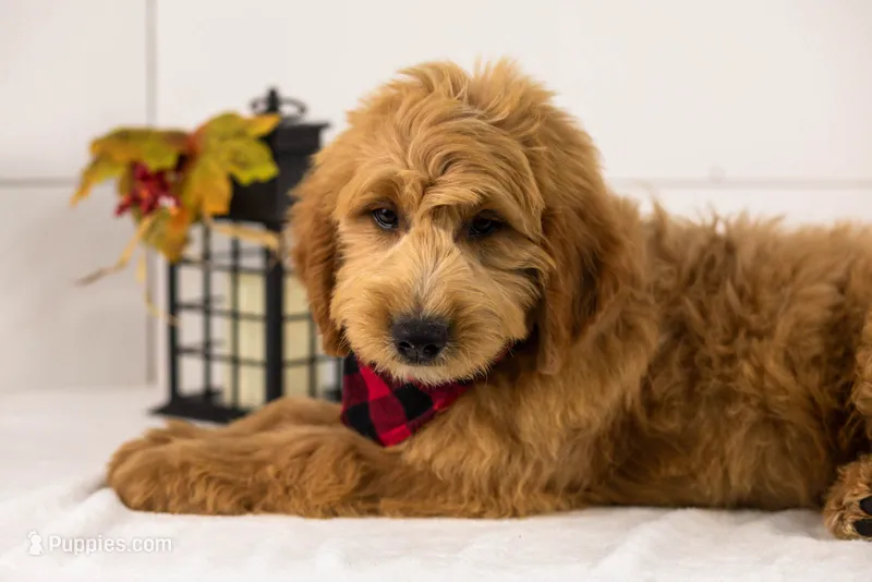 Barley - Medium – Goldendoodle puppy for sale in Goshen, IN