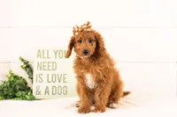 Lexy - Mini, a female Goldendoodle for sale in Goshen, IN – 2 of 10
