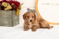 Katiedid - Mini, a female Goldendoodle for sale in Goshen, IN – 2 of 8