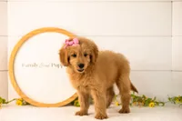 Esme - Medium, a female Goldendoodle for sale in Goshen, IN – 2 of 9