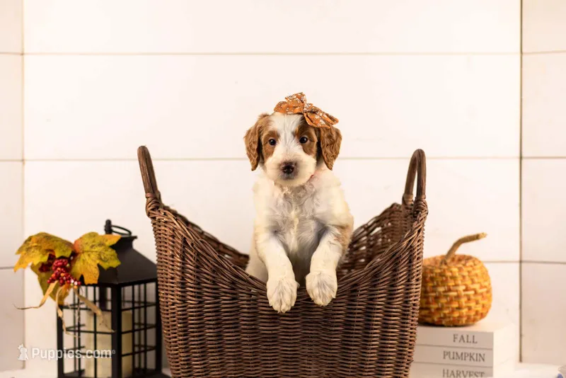 Pamir - Medium – Goldendoodle puppy for sale in Goshen, IN