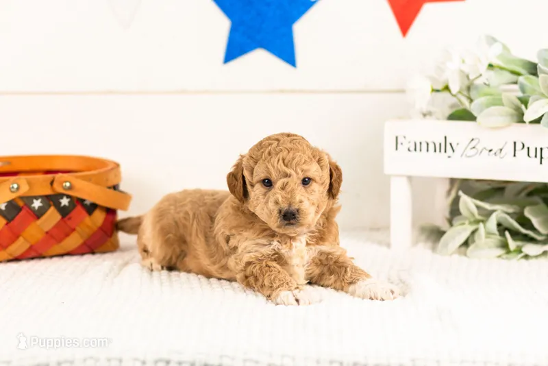 Caleb - Micro – Goldendoodle puppy for sale in Goshen, IN