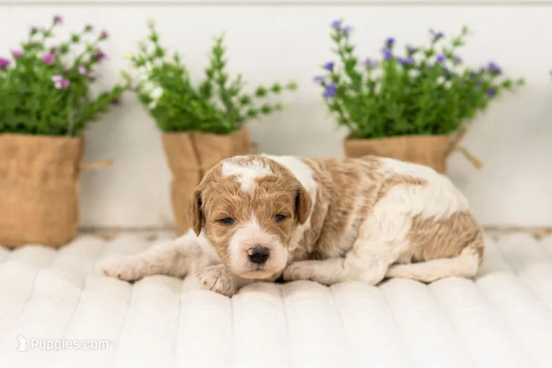 Luca - Medium – Goldendoodle puppy for sale in Goshen, IN
