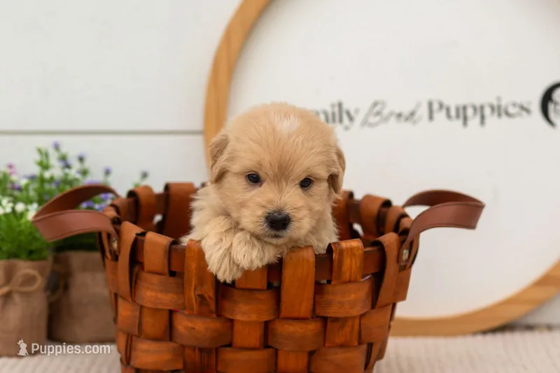 Ellie - Medium – Goldendoodle puppy for sale in Goshen, IN