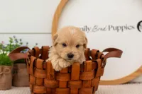 Ellie - Medium, a female Goldendoodle for sale in Goshen, IN – 3 of 9