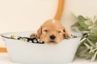 Eva - Medium, a female Goldendoodle for sale in Goshen, IN – 2 of 3