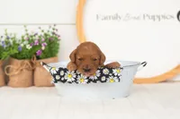 Starlet - Mini, a female Miniature Goldendoodle for sale in Goshen, IN – 2 of 3