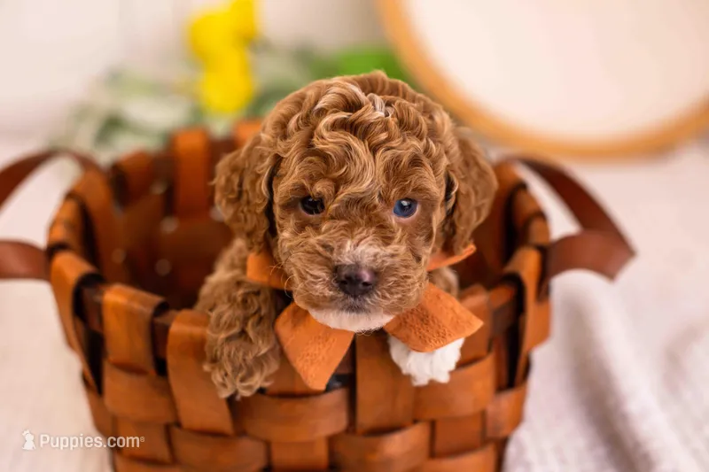 Milo - Toy – Goldendoodle puppy for sale in Goshen, IN