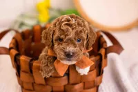 Milo - Toy, a male Goldendoodle for sale in Goshen, IN – Photo 1 of 3