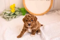 Milo - Toy, a male Goldendoodle for sale in Goshen, IN – Photo 2 of 3