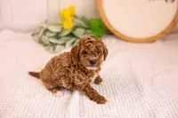 Milo - Toy, a male Goldendoodle for sale in Goshen, IN – Photo 3 of 3