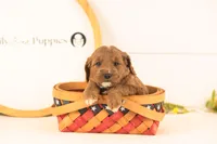 Oliver - Medium, a male Goldendoodle for sale in Goshen, IN – 3 of 4