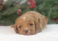 processed/578ec17b-f991-4ba1-93f5-ae89bd4d0b81/listing/83062401-93f0-47db-a766-3f4bca3222bc/3cb7e8d2-2a5a-4b33-b017-3632ac247726