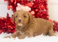 processed/578ec17b-f991-4ba1-93f5-ae89bd4d0b81/listing/83062401-93f0-47db-a766-3f4bca3222bc/4dddf5e4-15e3-4fab-80d1-9d1570dada19