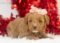 processed/578ec17b-f991-4ba1-93f5-ae89bd4d0b81/listing/83062401-93f0-47db-a766-3f4bca3222bc/584b689f-8ab4-456d-92e3-cbc499f80146