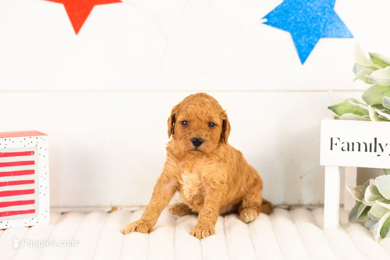 Rainer - mini – Miniature Goldendoodle puppy for sale in Goshen, IN