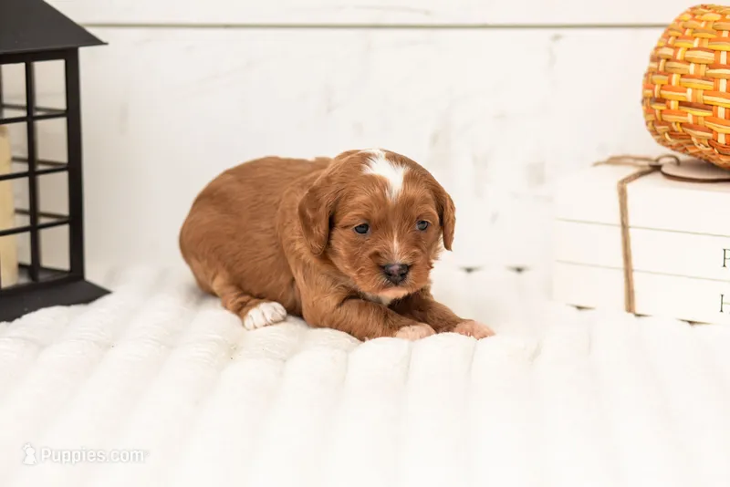 Rose - Micro – Goldendoodle puppy for sale in Goshen, IN