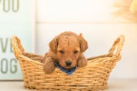 Mantis - Mini, a female Goldendoodle for sale in Goshen, IN – 2 of 4