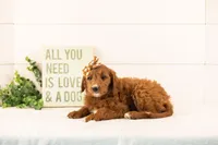 Jiggly - Mini, a female Miniature Goldendoodle for sale in Goshen, IN – 7 of 10