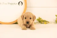 Nugget - Medium, a male Goldendoodle for sale in Goshen, IN – 1 of 4