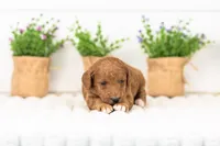 Lexy - Medium, a female Goldendoodle for sale in Goshen, IN – 2 of 3