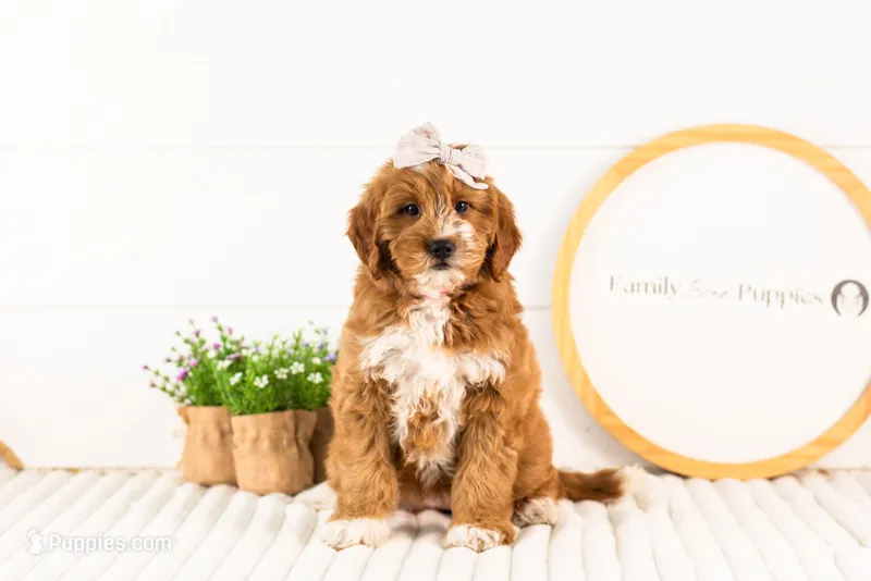 Lynette - Medium – Goldendoodle puppy for sale in Goshen, IN