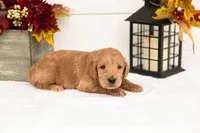 Cowardly Lion - Medium, a male Goldendoodle for sale in Goshen, IN – 1 of 5