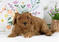 Blossom - Toy, a female Goldendoodle for sale in Goshen, IN – Photo 2 of 3
