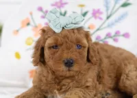 Blossom - Toy, a female Goldendoodle for sale in Goshen, IN – Photo 3 of 3