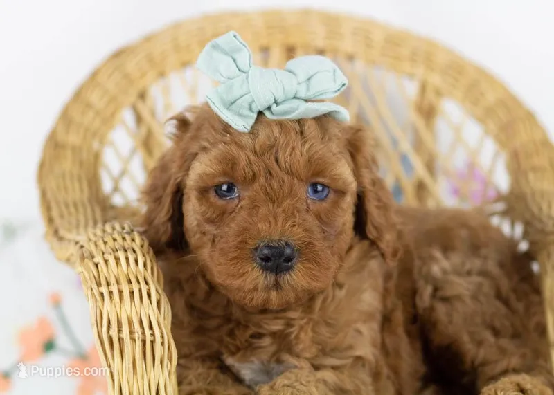 Blossom - Toy – Goldendoodle puppy for sale in Goshen, IN