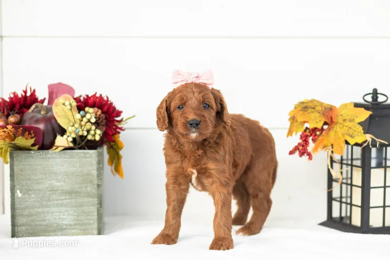 Piglet - Medium – Goldendoodle puppy for sale in Goshen, IN