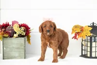 Piglet - Medium, a female Goldendoodle for sale in Goshen, IN – 1 of 4