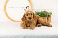 Sequoia - Mini, a female Miniature Goldendoodle for sale in Goshen, IN – 2 of 10