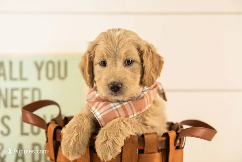 Larry - Medium – Goldendoodle puppy for sale in Goshen, IN
