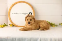 Eva - Medium, a female Goldendoodle for sale in Goshen, IN – 2 of 8