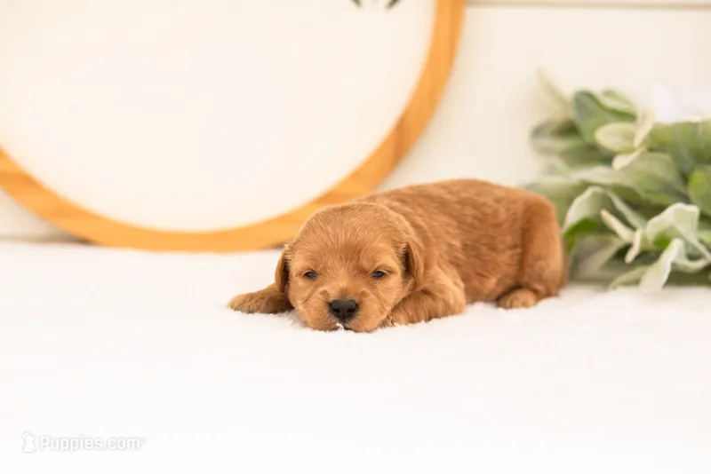 Esmw - Medium – Goldendoodle puppy for sale in Goshen, IN