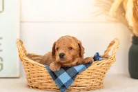 Cricket - Mini, a male Goldendoodle for sale in Goshen, IN – 3 of 4