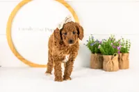 Lexy - Medium, a female Goldendoodle for sale in Goshen, IN – 5 of 10